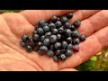 Okolice Trójmiasta: Jagody w lesie / Around the 3City: Blueberries in the Forest