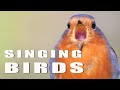SINGING BIRDS. Part 1/4
