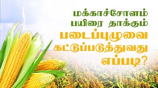 மக்காச்சோளம் பயிரை தாக்கும் படைப்புழுவை கட்டுப்படுத்துவது எப்படி?