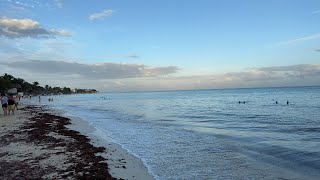 Playa del Carmen🔴En Vivo Llega sargazo ￼y Quinta Avenida