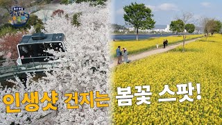 아름다운 봄꽃이 가득 피어나는 울산 남구입니다.