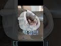 사냥놀이 2시간에 떡실신한 고양이🐈