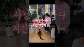 사냥놀이 2시간에 떡실신한 고양이🐈