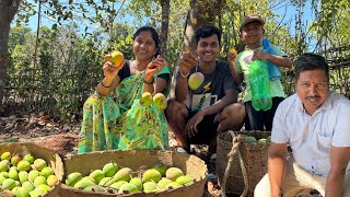 आम्ही गेलो आमचे घरचे कलमी आंबे काढायला 😍 | कोकणातील रत्नागिरी हापूस Mango | S For Satish | Kokan