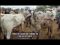 Feira do Gado de Tabira-PE dia 03/07/24 Boi de Carro e Juntas de Bezerros no Pátio