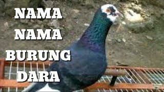 Merpati Semprang