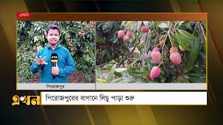 পাইকারি বাজারে লিচুর শ' ২৫০-৩০০ টাকা | Pirojpur News | District News | Ekhon TV