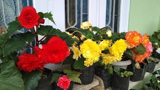 how to grow begonias || begonia plant care || begonia flower || Begonia || begonia plant