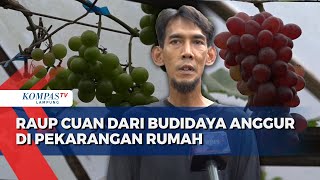 Raup Cuan dari Budidaya Anggur di Pekarangan Rumah