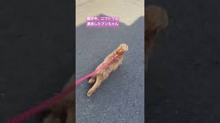 犬も人も大好きなシュナプーの子犬がニワトリに遭遇したら、まさかの逃走^ ^ #シュナプー