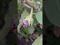 Harvesting fresh brinjals from farm.#food #cooking #village #harvest #eggplant #recipe