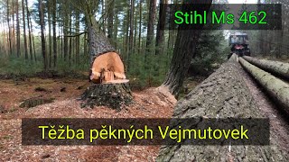 Těžba pěkných Vejmutovek, Stihl Ms 462, Zetor 7245, Agama aga 2, Jpforest