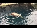 My own iMovie Vancouver Aquarium Trailer