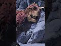 Indominus Rex VS Disney Carnotaurus (FAX OR CAP?) #debate #indominusrex #carnotaurus