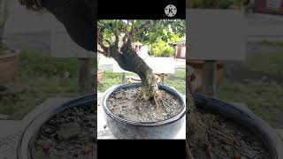 BONSAI HOKKIEN TEA