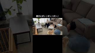 愛犬とポンポンポン。単純な遊びだけど楽しい時間。 #犬 #dog #犬のいる暮らし #shorts