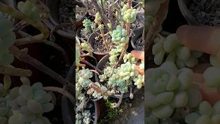 Useful tips for your succulents 多肉植物 | 다육이들 | Suculentas #plants