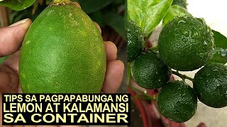 Tips Sa Pagpapabunga Ng Lemon At Kalamansi Sa Container