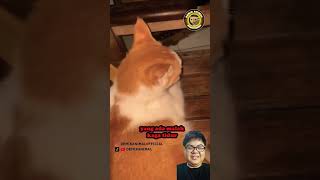 Yaelah lu bang ganggu aja 😆 #cat #catlover #funny #reaction #shorts