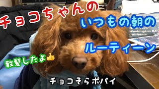 【トイプードル】チョコちゃんの毎朝の一コマ　【toy poodle】【多頭飼い】