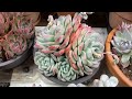 3种多肉种植环境分享（english subtitle） 用补光灯种植多肉 温室种植多肉 grow succulents easily in different environments