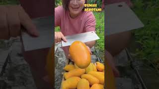 Begini Pertanian Buah Mangga Modern di China