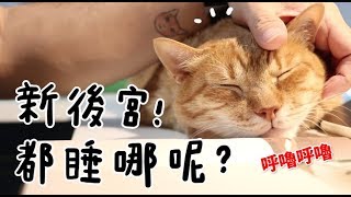 【黃阿瑪的後宮生活】新後宮！都睡哪呢？