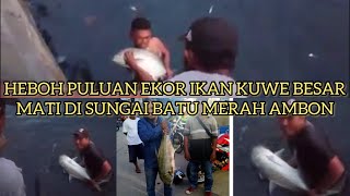 Heboh Puluhan Ekor Ikan Kuwe (Bubara) Besar Mati di Sungai Batu Merah Ambon