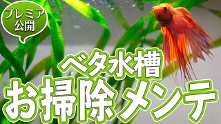 小型ベタ水槽の掃除メンテナンス＆水草トリミングルーティン #アクアリウム 【ビバアクア】