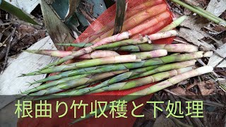 【根曲り竹】収穫したぁ   bamboo shoots