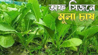 অফ সিজনে বারো মাসি মূলার চাষ - লাভবান হচ্ছে চাষিরা | মুলা চাষ পদ্ধতি | Radish Farming- Safollo Kotha