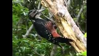 Amami (or Owston's) Woodpecker オーストンオオアカゲラ 奄美大島だけで見られる　キツツキ