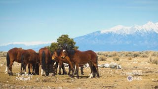 Colorado Experience: Native Horses (Preview)