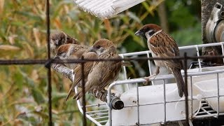 1155.　雨の日も雀の幼鳥さんたち (多い方の家族) がお食事に来ました💕