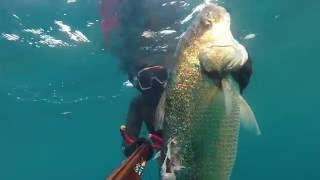 MİNEKOP 9 kg, karakulak, oğuzhan yiğit zıpkınla balık avı, spearfishing turkey