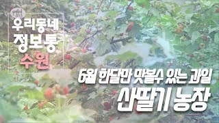 6월 한달만 맛볼수 있는 산딸기 농장