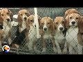 Dogs Tested On In Labs Get A Second Chance | The Dodo