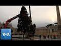 Vatican Christmas Tree Erected in St. Peter’s Square