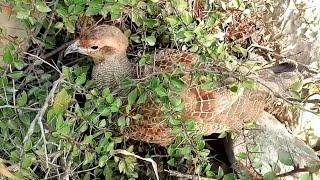 OMG my dakhni pair start nest searching in November | Birds Lover