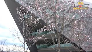 【動画de総持寺キャンパス】28_SAKURA WALK（追手門学院大学）