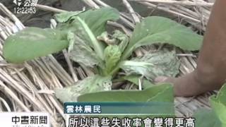 20130814公視中晝新聞－高溫炎熱 雲林蔬菜減產‧魚群暴斃