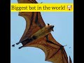 world s biggest bat 🤯 the giant golden crowned flying fox shorts viral facts animal