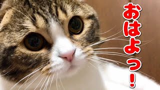 おはよっ！な猫【スコティッシュフォールド】【Scottish Fold】