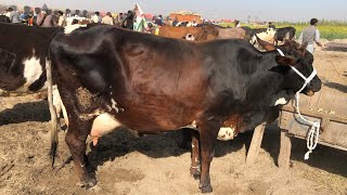 Today Malumor Mandi Jhang Update | Sahiwal Friesian Cross Cow For Sale | Cow Mandi 2025