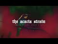 the acacia strain feed a pigeon breed a rat