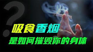 抽一根烟，寿命少5分钟？吸烟如何摧毁你的身体？