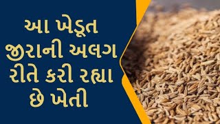 આ ખેડૂત કરી રહ્યા છે જીરાની અનોખી ખેતી