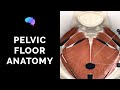 Pelvic Floor Anatomy (3D Anatomy Tutorial) | UKMLA | CPSA