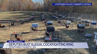 Stafford County deputies bust illegal cockfighting ring, rescues 80 chickens