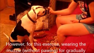 Muzzle Acclimation